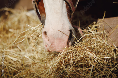 closeup portrait of horse nose and mouth eating hay from feeder in horse paddock in autumn in daytime
