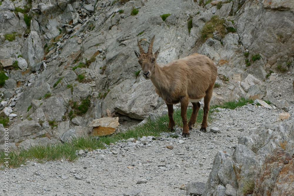 Female Alpine Ibex (Capra ibex) in French Alps (France)