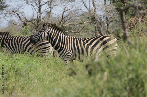 Photo Taken in Kruger National Park and Three Rondavels © Sethumaathavan