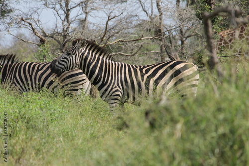 Photo Taken in Kruger National Park and Three Rondavels