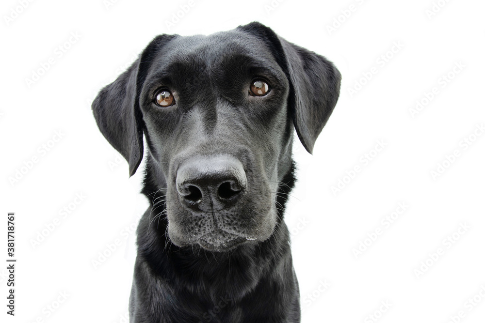 Portrait cute black labrador retriever with serious expression. Isolated on white background.