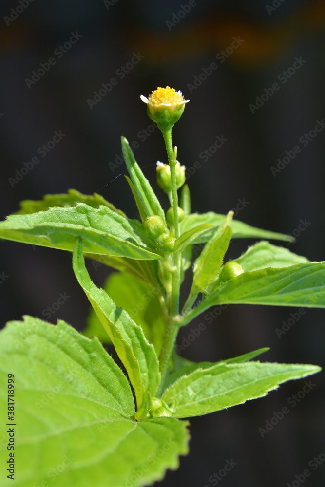 In the field it blooms galinsoga parviflora In the field it blooms galinsoga parviflora