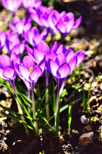 Purple Flowers in Garden during Spring in Transylvania.
