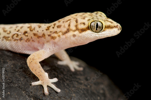 Speckled Thick-toed Gecko (Pachydactylus punctatus )