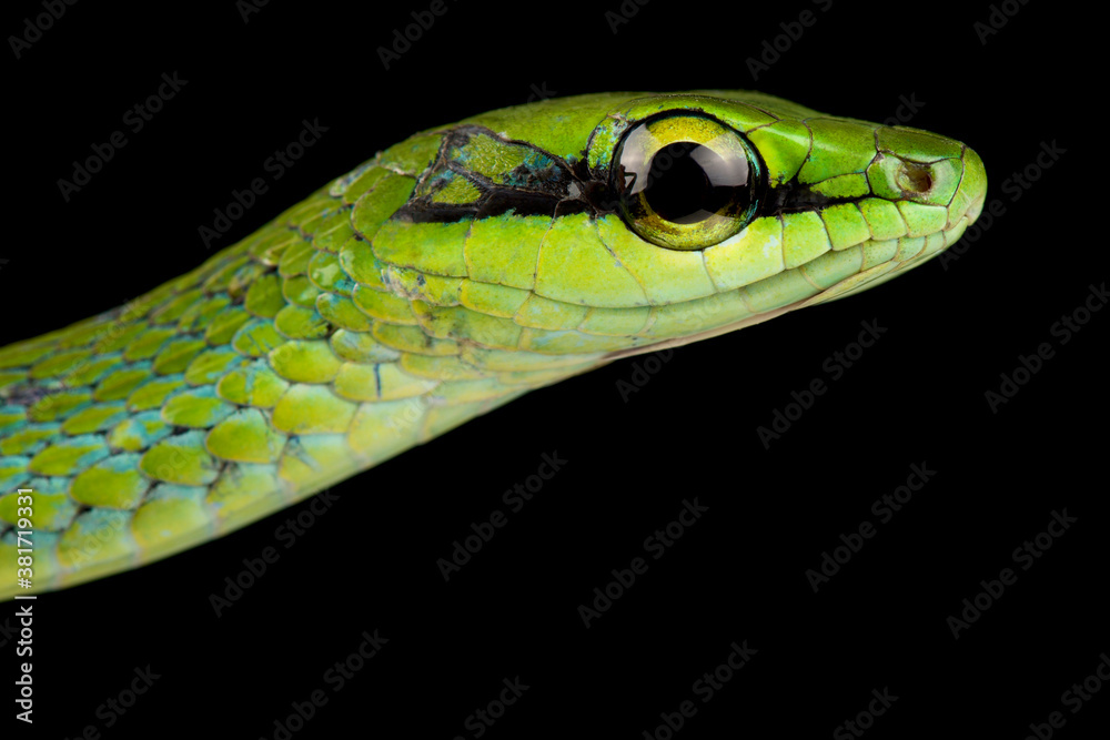 Fototapeta premium Emerald Snake (Hapsidophrys smaragdina)