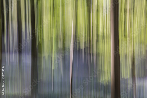 Abstract forest blurred trees,abstract motion of trees in the forest