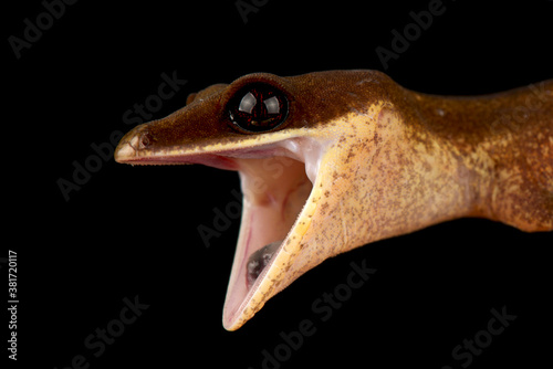 cat gecko (Aeluroscalabotes felinus)