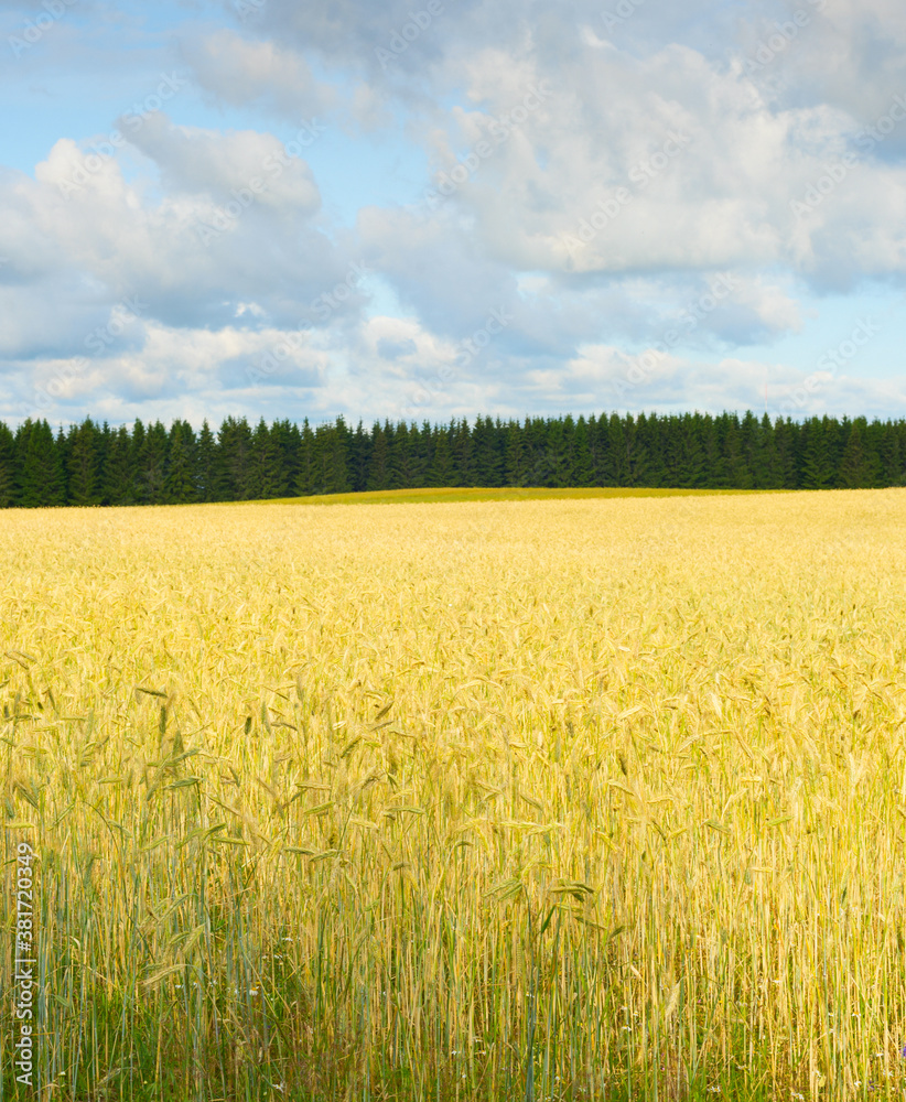 Wheet field harvest crop Estonia