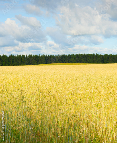 Wheet field harvest crop Es...