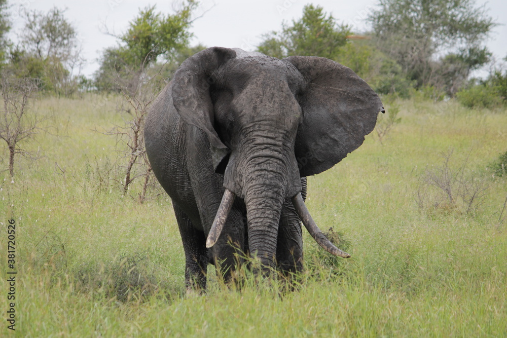 Photo Taken in Kruger National Park and Three Rondavels