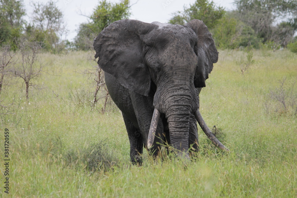 Fototapeta premium Photo Taken in Kruger National Park and Three Rondavels