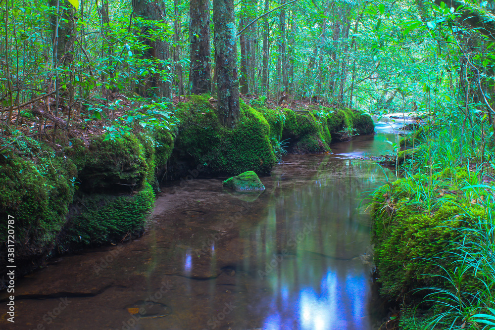 stream in the forest on rainy season stream in the forest on rainy season