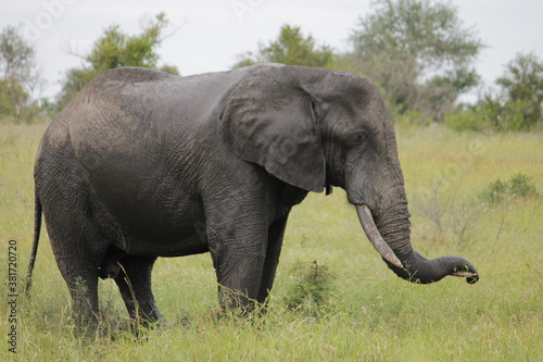 Photo Taken in Kruger National Park and Three Rondavels