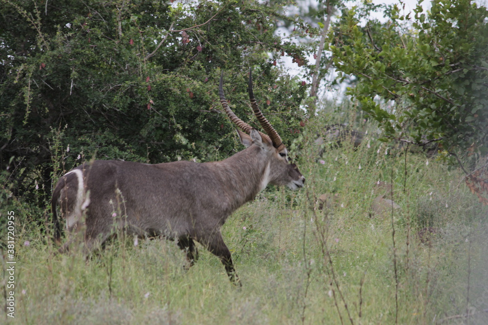 Photo Taken in Kruger National Park and Three Rondavels Photo Taken in Kruger National Park and Three Rondavels