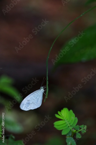 Small white Butterfly photo
