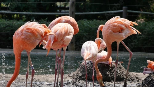 Group of breeding flamingos sitting on their nests, medium shot, panning right to left photo