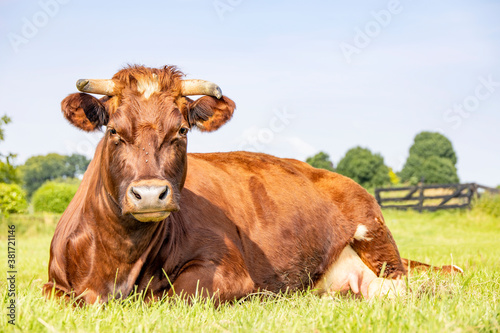 Beautiful brown red cow, horns, happy lying down , showing her udder and a teat, in a pasture and with copy space in a blue sky © Clara