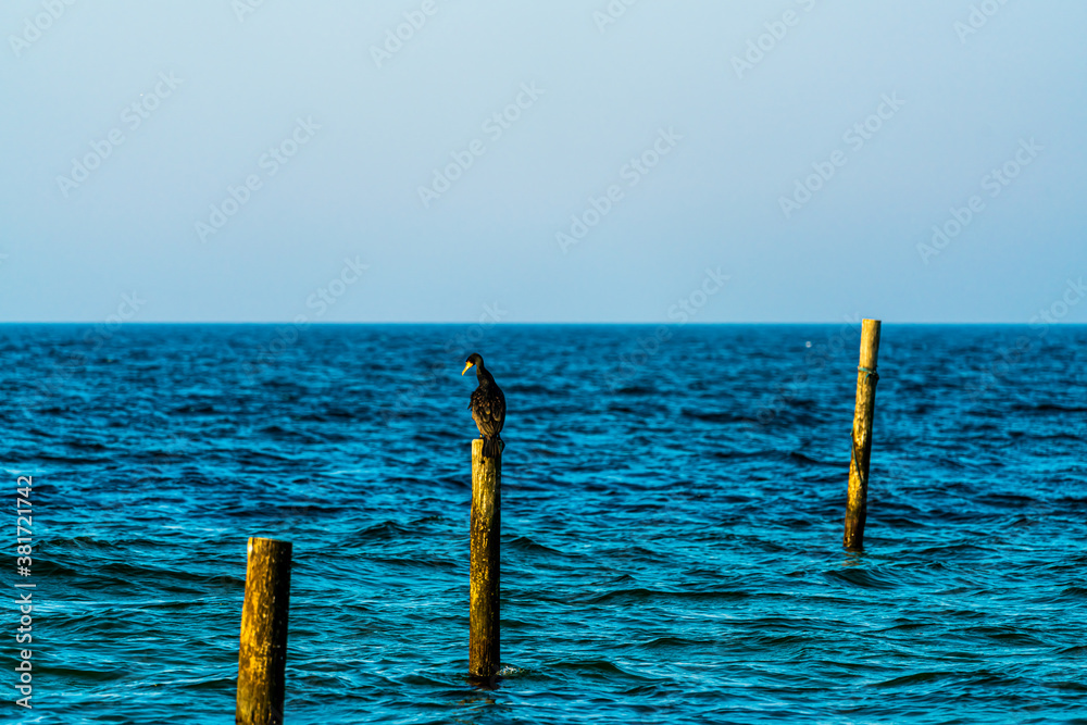 Lone cormorant sitting on a wooden pole by the sea