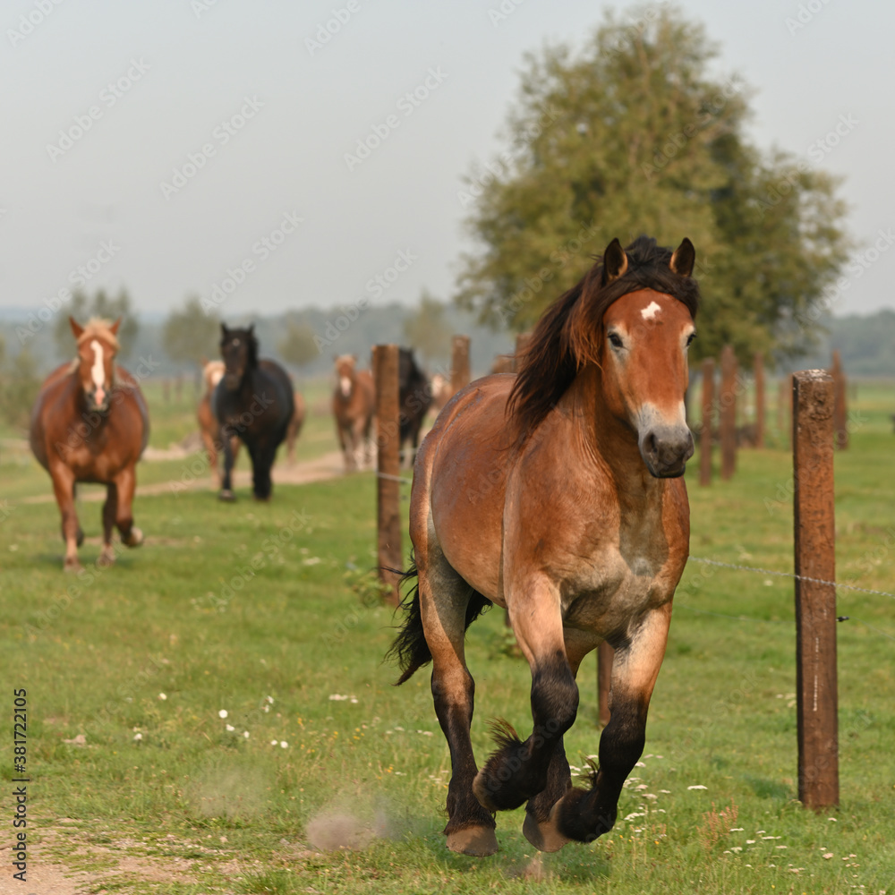 Fototapeta premium galloping horses