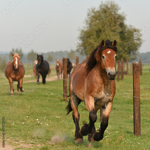 galloping horses