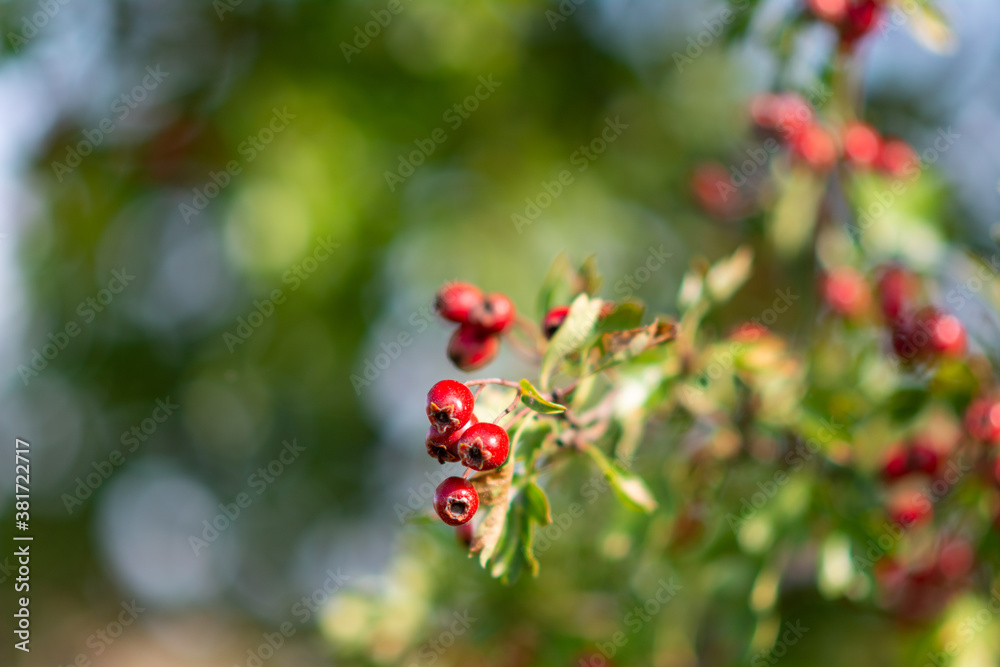 A closeup picture of red rosehip. A green blurry background