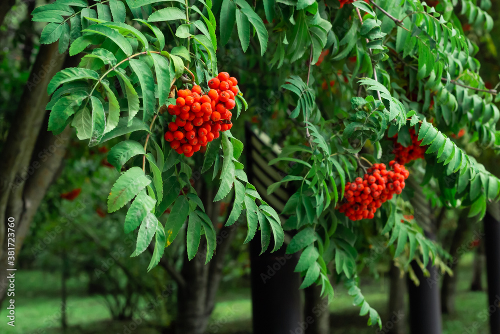Closeup of clusters of red Mountain Ash berries on the branches with green leaves, rowan trees in summer autumn garden Closeup of clusters of red Mountain Ash berries on the branches with green leaves, rowan trees in summer autumn garden
