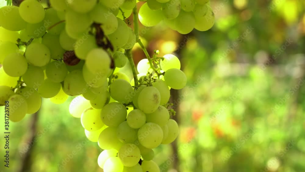 Big cluster of white grapes hanging in the sunlight while moving in a gentle breeze. Big cluster of white grapes hanging in the sunlight while moving in a gentle breeze.