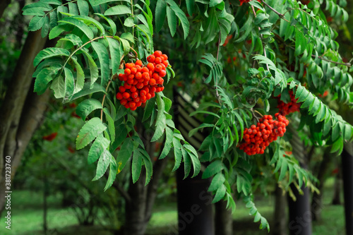 Closeup of clusters of red Mountain Ash berries on the branches with green leaves, rowan trees in summer autumn garden