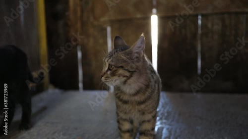 Kittens in Naghshe Jahan Bazaar, Isfahan, Iran photo