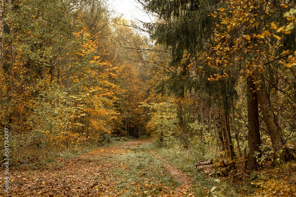 Autumn  forest landscape with dirt road covered with fallen dry yellow leaves