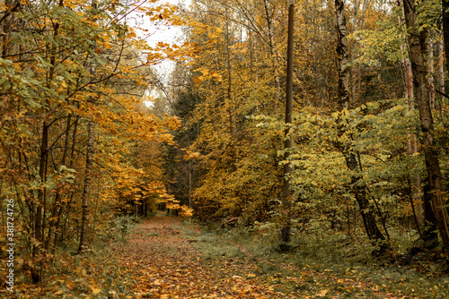 Autumn landscape with forest road covered with fallen dry yellow leaves
