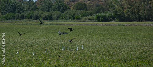 Herons flying over rice paddy.