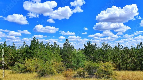 trees and sky
