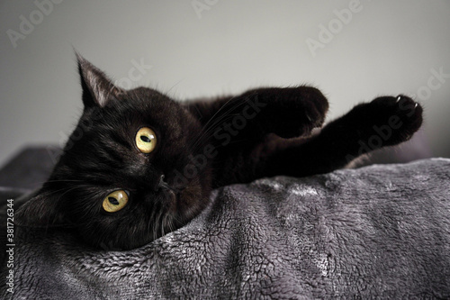 cute scottish cat lies on a bed and looks at the camera, close-up
