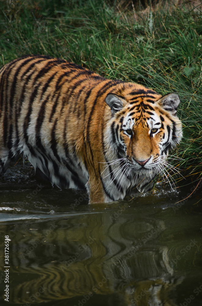 Naklejka premium tiger in the water