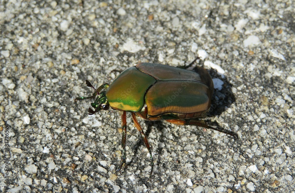 Tropical cockchafer beetle on the ground, closeup Tropical cockchafer beetle on the ground, closeup