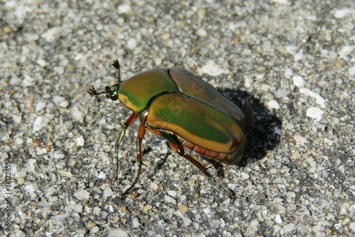 Green chafer beetle on the ground in Florida nature, closeup