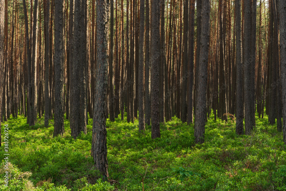 Fototapeta premium Kiefernwald