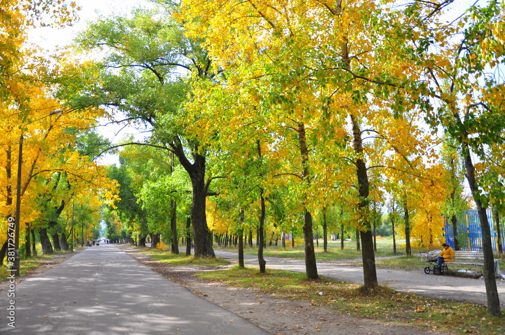 Naklejka premium autumn in the park