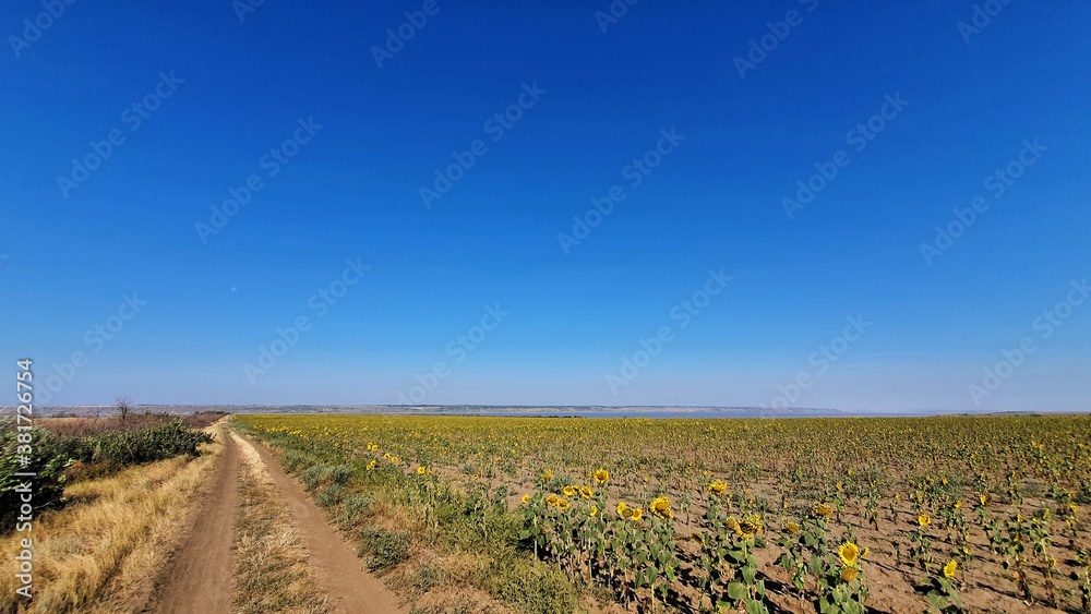 road in the field