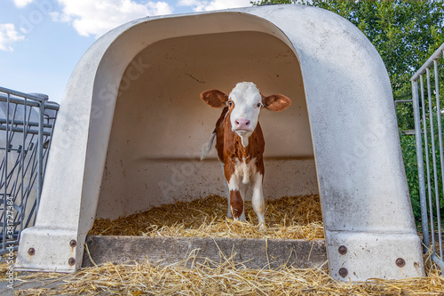 Vászonkép Timid lovely calf in a white plastic calf hutch, on straw at a farmyard