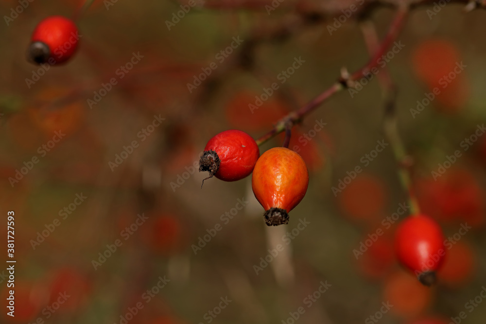 Rosehip plant protecting from influenza