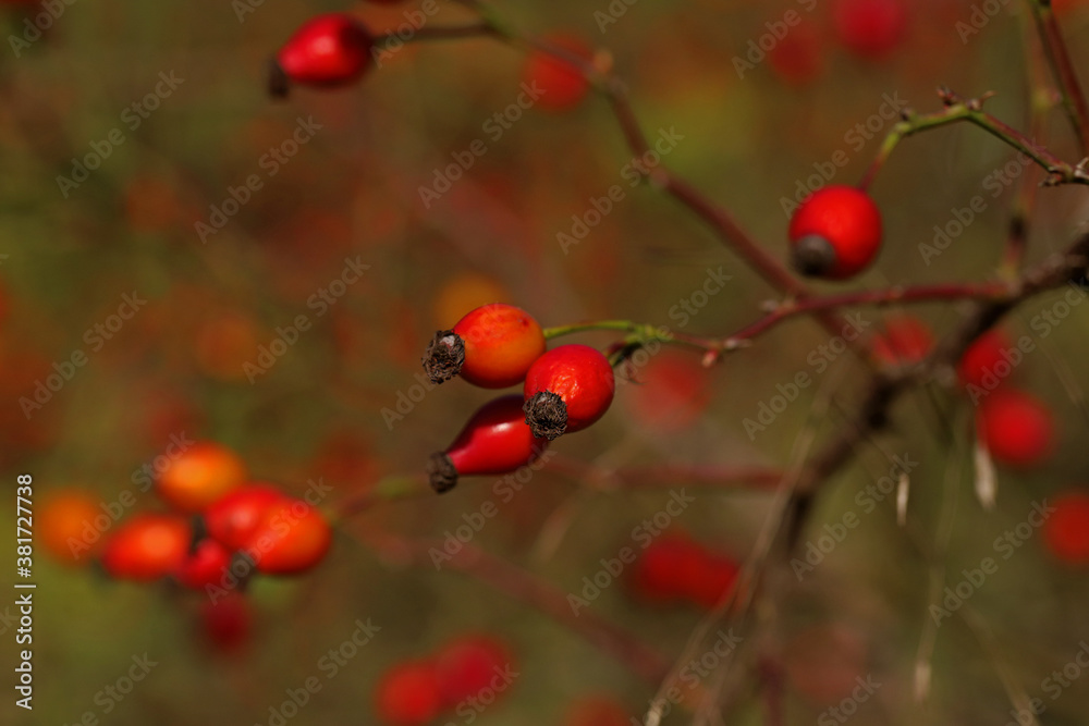 Rosehip plant protecting from influenza