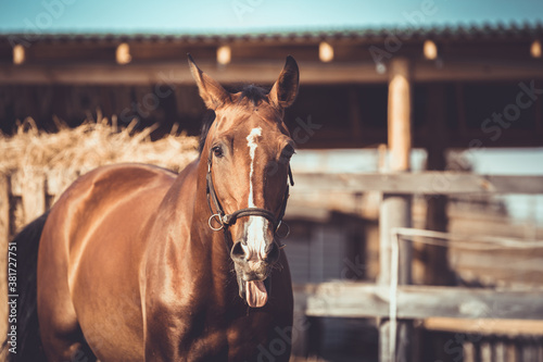 portrait of stunning gelding sport horse with white line on face with tongue out in paddock in sunlight in autumn