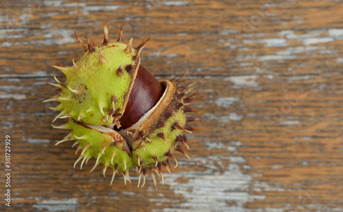 Conker in shell .
Conker/ horse-chestnut in shell on a rustic wood background
