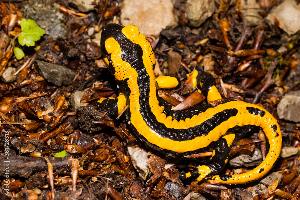 Feuersalamander Feuersalamander