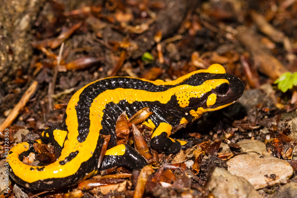 Obraz premium Feuersalamander 