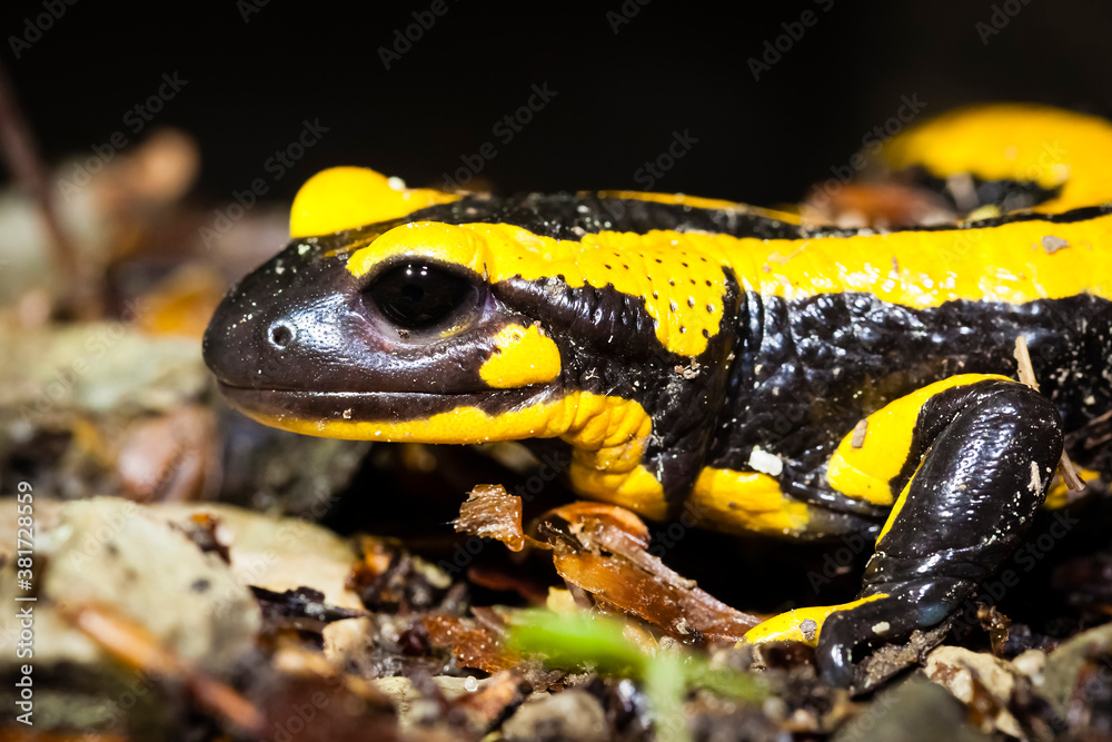 Fototapeta premium Feuersalamander 