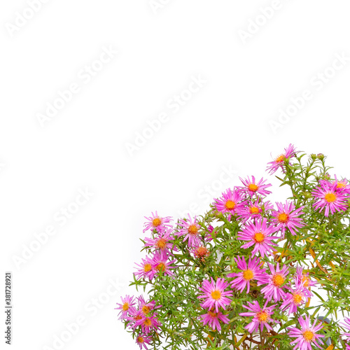 Autumn flower arrangement. A bouquet of flowers octobrines  Aster perennial  is on a white background. Flat lay. Top view. Copy space.