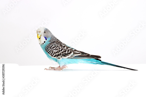 wavy parrot on white background